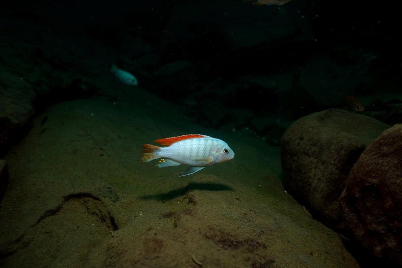 Maylandia greshakei 'Makokola Reef'